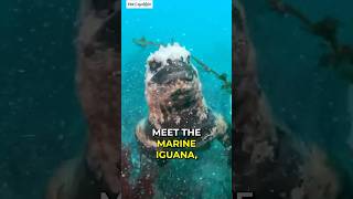 Marine Iguana  Godzilla Lizard shorts animals iguana [upl. by Anon]