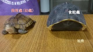 臺灣珍貴稀有保育類野生動物食蛇龜與柴棺龜 [upl. by Yelsiap]