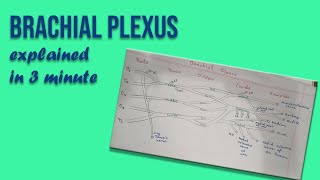 Brachial Plexus explained in 3 minutes [upl. by Stuppy]