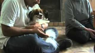 A Trip to the Papillon Breeders up at Mudgee Documentary [upl. by Uhej]