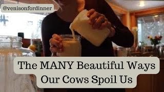 The MANY Beautiful Ways Our Cows Spoil Us [upl. by Jameson]