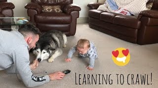 My Husky Is Helping My Baby To Crawl [upl. by Zzabahs]