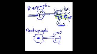 Presynaptic vs Postsynaptic Inhibition [upl. by Suzetta841]