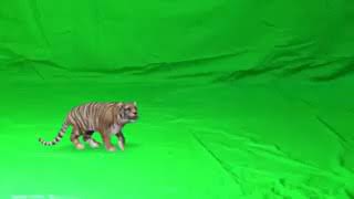 Tiger video PNG [upl. by Drofyar]