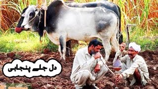 Kehri ghalti hoye hai zalim by Mansoor Malangi New Song [upl. by Essirahs]