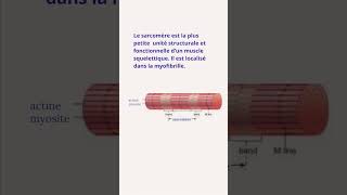 Sarcomère Localisation et Structure [upl. by Reba]