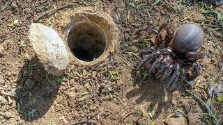 Discover the SECRET Life of the African Trapdoor Spider [upl. by Eillek144]