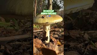 World’s DEADLIEST Mushroom Learn to Recognize the Death Cap Amanita phalloides [upl. by Tiphanie]