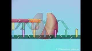 Mechanisms of Action of Nucleoside Reverse Transcriptase Inhibitors NRTIs [upl. by Consalve]