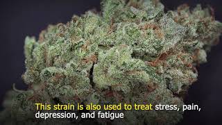 5 Strong Sativa Strains with High THC Levels [upl. by Acul]