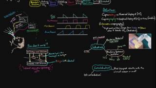 Capnography [upl. by Lucilla726]