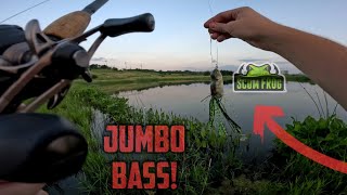 Huge Bass Hits The Scum Frog Biggest Of The Year [upl. by Larkins760]