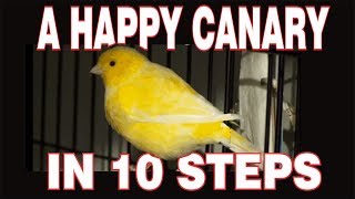 10 STEPS to a HAPPY CANARY [upl. by Hizar]