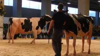 牛のショー ホルスタイン Holstein 20140223 [upl. by Dara]