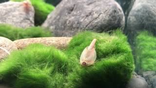 Triops longicaudatus bei Interaquaristikde Shop [upl. by Najed323]