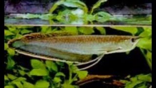 Caracteristicas y cuidados de la arowana [upl. by Uol]