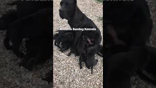 Black Andante Bandog puppies bred by andantebandog andantebandogkennels N🚫T FOR SALE [upl. by Oicul]