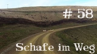 Schaf überfahren  Picton Neuseeland  Weltreise Vlog  Work and Travel 58 [upl. by Thaxter]