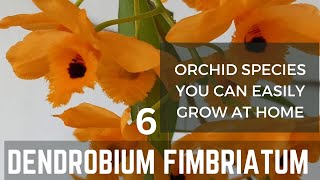 How to care for dendrobium orchid  Dendrobium fimbriatum orchid dendrobium orchidcare [upl. by Sophey]