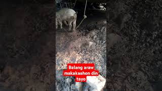 Balang araw makakaahon din tayo countrysidevibes kinabuhingpobre [upl. by Narok742]