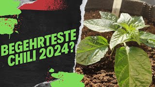 Neue Knaller Sorte in der Post  Saison 2024 06 [upl. by Ytineres758]