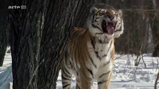 Der Amur Tiger  Dokumentation HD [upl. by Noland]