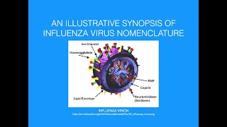 AN ILLUSTRATIVE SYNOPSIS OF INFLUENZA VIRUS NOMENCLATURE [upl. by Secnirp]