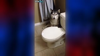 A Husky Throws a Tantrum About Going in the Shower [upl. by Howlend181]