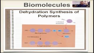 Chapter 2B Part 3  Dehydration Synthesis amp Hydrolysis [upl. by Latt]