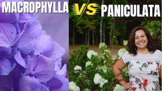 Hydrangea varieties Macrophylla mophead vs Paniculata panicle [upl. by Enyawad]