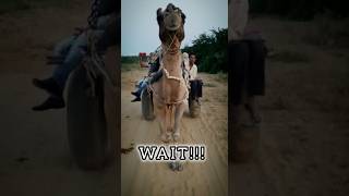 Camel Glowing Yellow Eyes  Rajasthan  Sonar Kella 2024 [upl. by Cir613]