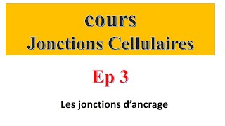 cours jonctions cellulaires Ep3  Les jonctions d’ancrage [upl. by Cordie]