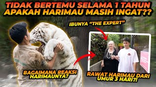 SETELAH TIDAK BERTEMU 1 TAHUN BEGINI REAKSI HARIMAU KE WANITA YANG MERAWATNYA DARI UMUR 3 HARI [upl. by Hands]