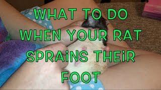 What To Do If Your Rat Sprains Their Foot ft Blackberry  who sprained her foot [upl. by Atteuqal]