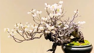 Some pictures of bonsai trees at the 94th Kokufu exhibition Japanese Bonsai [upl. by Lamej]