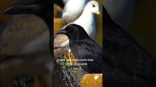 Crows The Smartest Bird on Earth [upl. by Led]