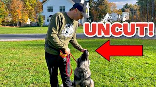 How to train a German Shepherd Puppy Obedience No Editing [upl. by Beltran]