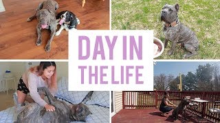 A day in the life of my Cane Corso  Living with a Cane Corso [upl. by Brote]