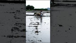 Fertilization while Puddling shorts [upl. by Ashla]