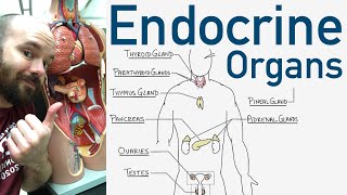 Endocrine Organs  BEST Way to Learn All the Endocrine Organs and What They Do [upl. by Zohara621]