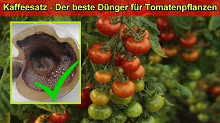 Tomaten düngen mit Kaffeesatz Anleitung Wann wie viel Vorteile  Kaffeesatz als Dünger für Tomaten [upl. by Monia]