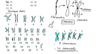 Differences on chromatid and chromosome [upl. by Efinnej]