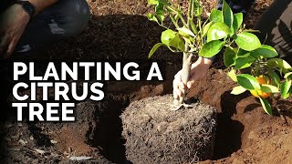 How to Plant Citrus Trees From Start to Finish COMPLETE GUIDE 🍊 [upl. by Carlee]