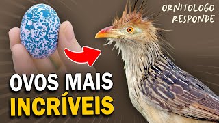 Quais são as AVES com os OVOS MAIS DIFERENTES Ornitólogo Responde 40 [upl. by Chema]