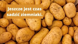 Uprawa ziemniaków w donicach skrzynce Jak uprawiać ziemniaki w donicach Jak sadzić ziemniaki [upl. by Laddie]