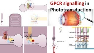 G protein signalling pathway underlying phototransduction [upl. by Pasia824]