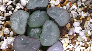 【多肉植物】万象無紋レンズ系特集！ハオルチア！Hmaughanii mumon lens how to grow succulents Haworthia ビザールプランツ [upl. by Reisinger]