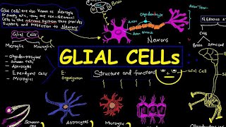 GLIAL CELLS [upl. by Crane705]