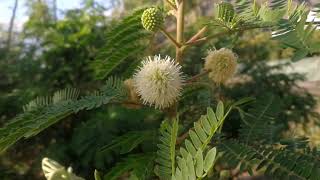 Leucaena leucocephala a useful tropical tree wild vegetable [upl. by Yhtuv]