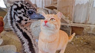 Imagine coming face to face with an emu [upl. by Rivera]